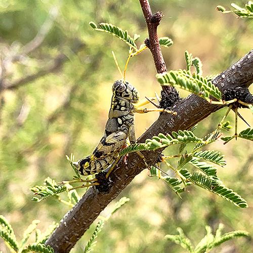 Hopping Treasure Trove: MSU scientist discovers 16 new grasshopper
